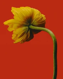 Philippe Philippe Matta