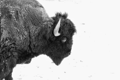 Alessandra Sanguinetti