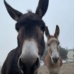 Alessandra Sanguinetti