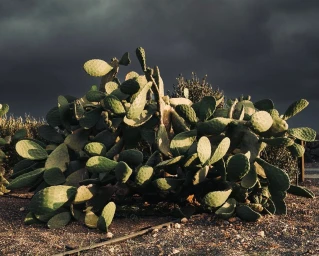 Alex Cretey Systermans