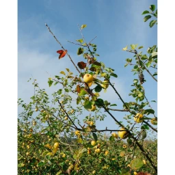 Alex Cretey Systermans