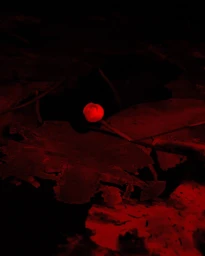 Anne-sophie Soudoplatoff