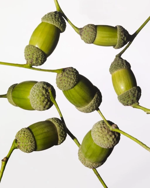 Julian Meijer Agency