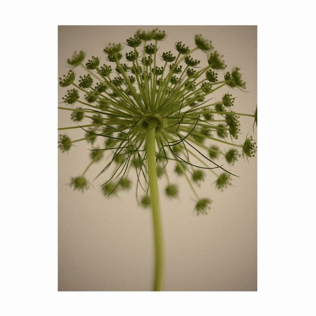 Bérengère Valognes