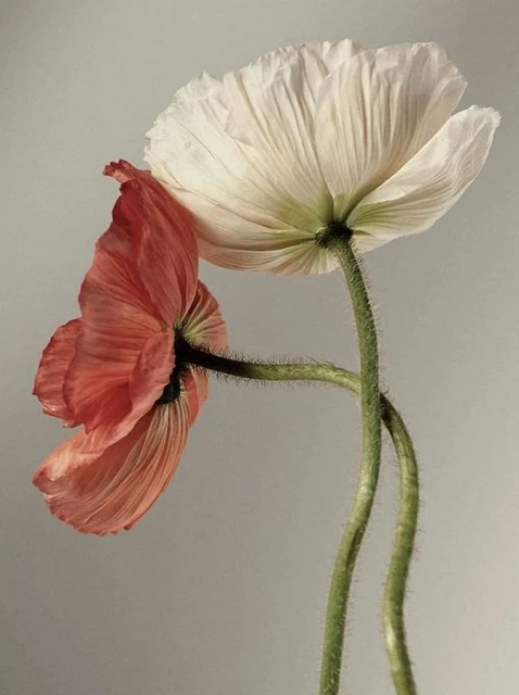 Bérengère Valognes