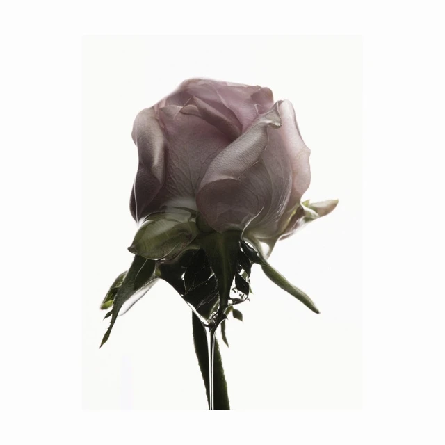 Bérengère Valognes