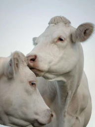 Bérengère Valognes