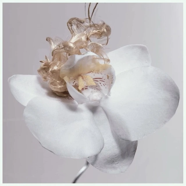 Bérengère Valognes