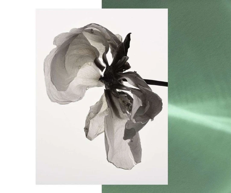 Bérengère Valognes