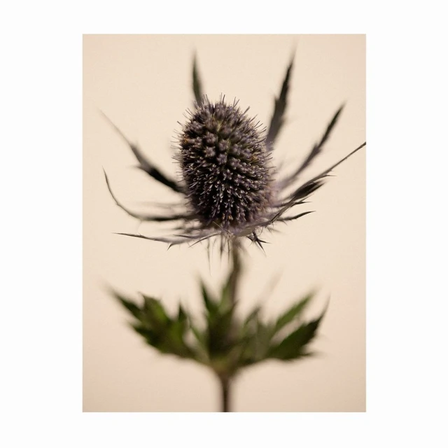 Bérengère Valognes