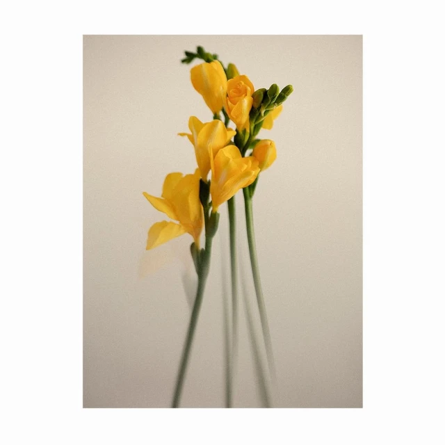 Bérengère Valognes