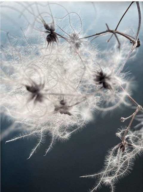 Bérengère Valognes