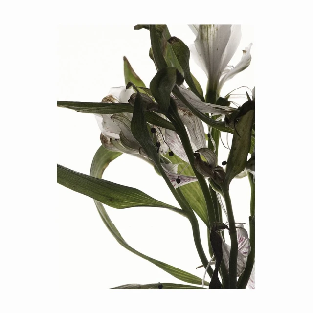 Bérengère Valognes