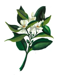 Caroline Romain-desfossés