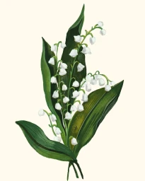 Caroline Romain-desfossés