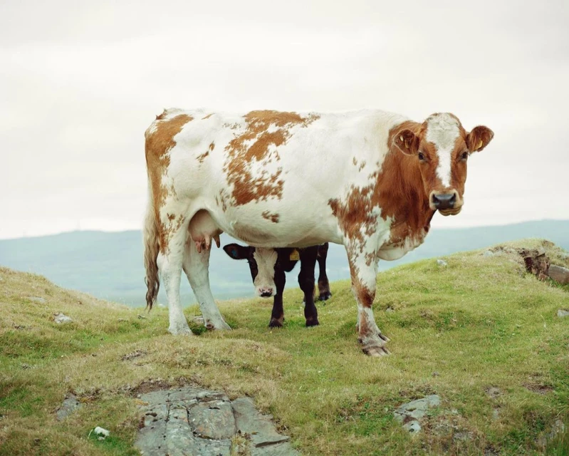 Wyatt-Clarke & Jones