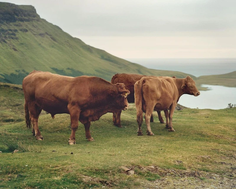 Wyatt-Clarke & Jones