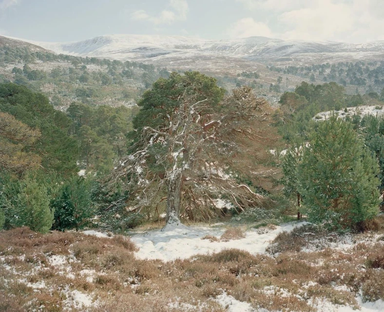 Wyatt-Clarke & Jones