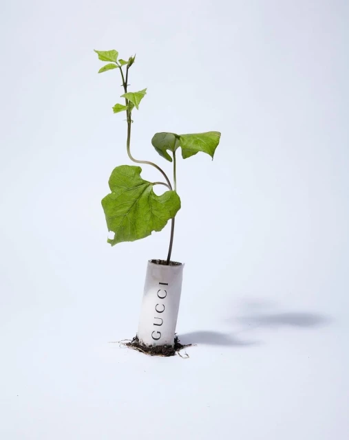 Wyatt-Clarke & Jones