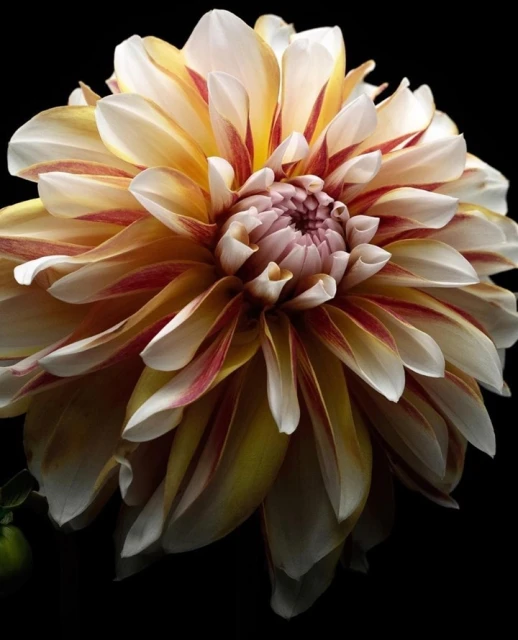 King Management Agency