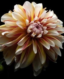 King Management Agency