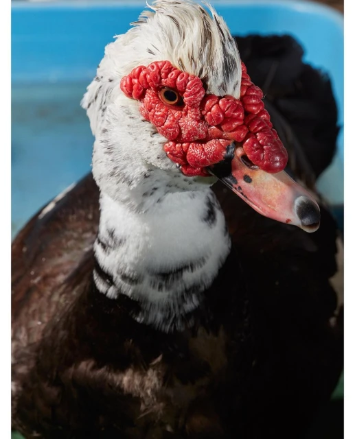 David Brandon Geeting