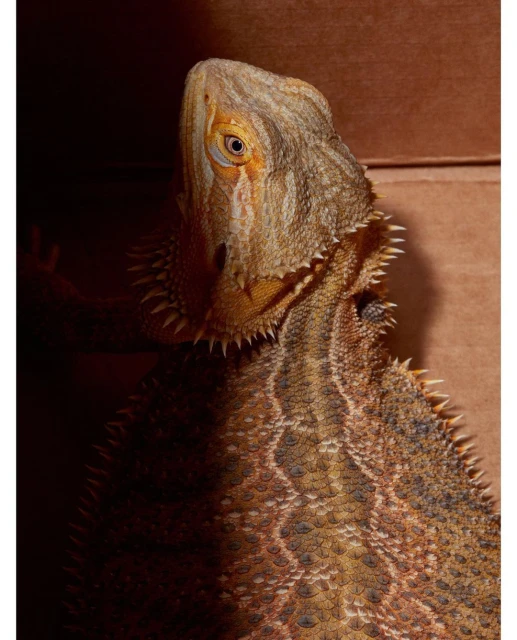 David Brandon Geeting