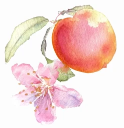 Denise Hilton-campbell