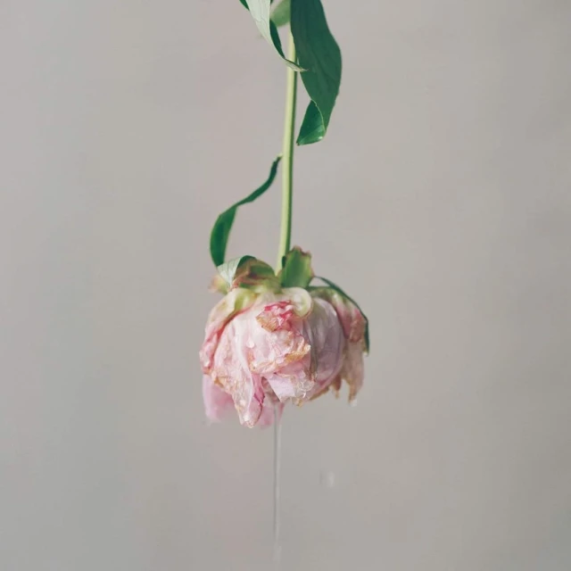 Denisse Ariana Pérez