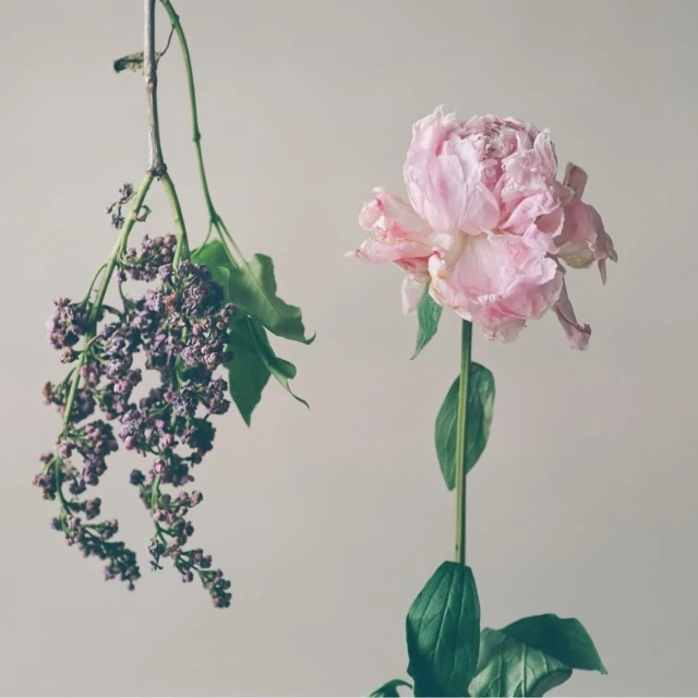 Denisse Ariana Pérez