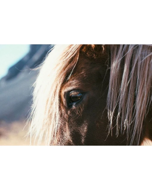 Laird and Good Company