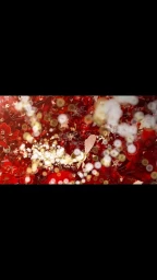 Frédérique Vernillet