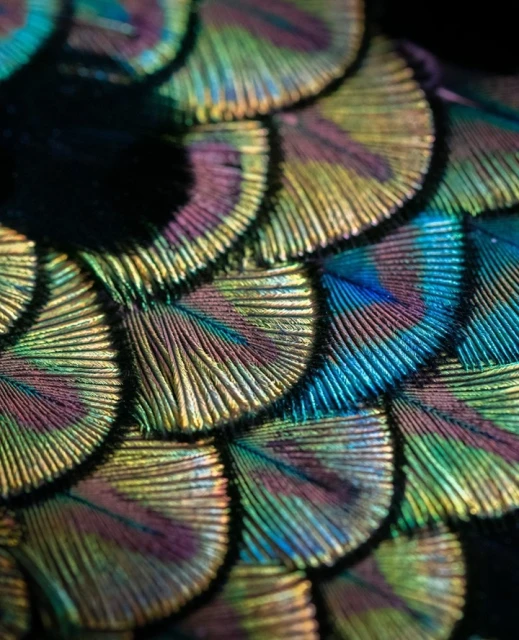 Gabriel De La Chapelle