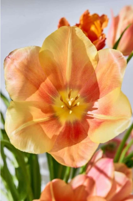 Laird and Good Company