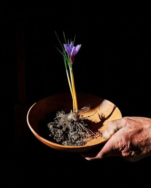 Laird and Good Company