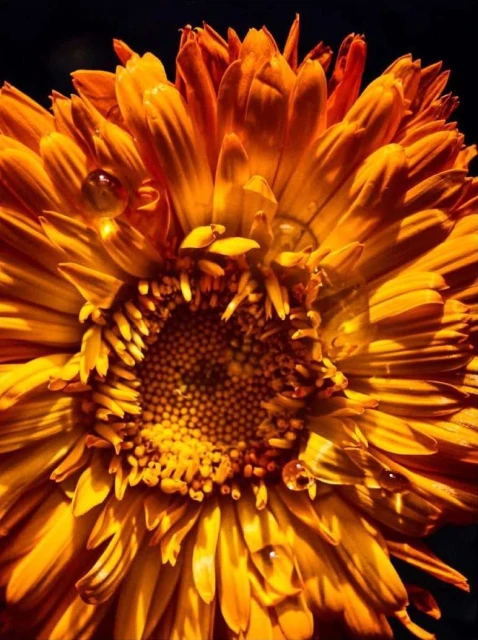 Laird and Good Company