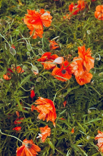 Laird and Good Company