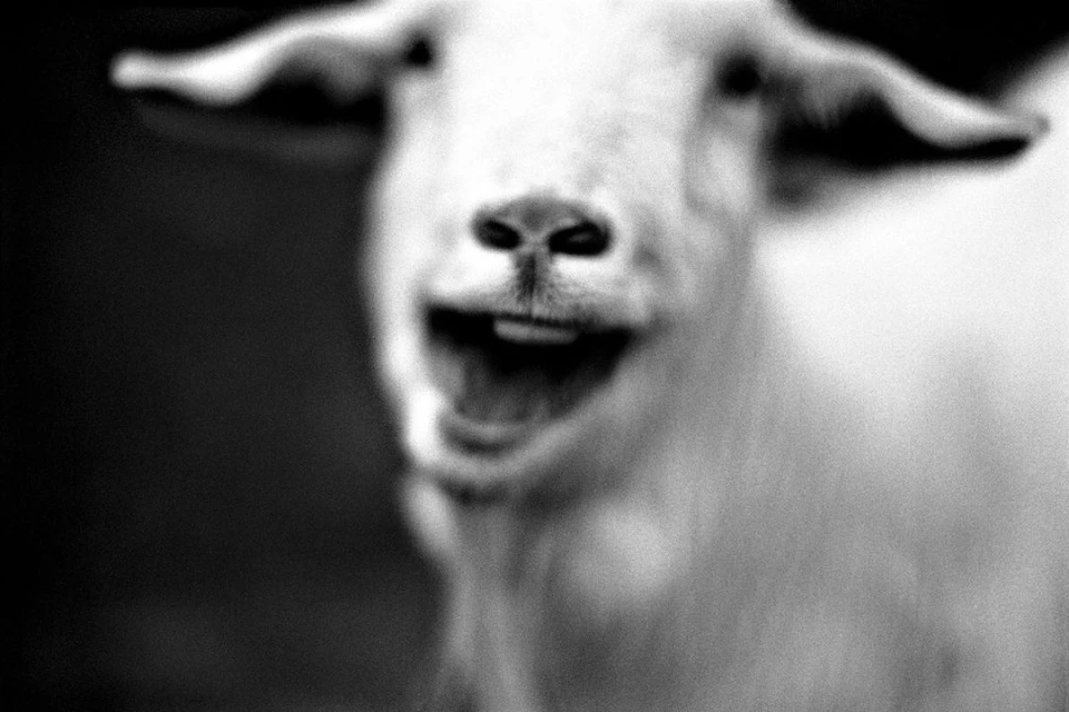 Jean-françois Spricigo