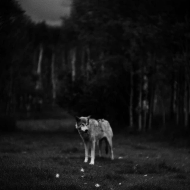 Jean-françois Spricigo