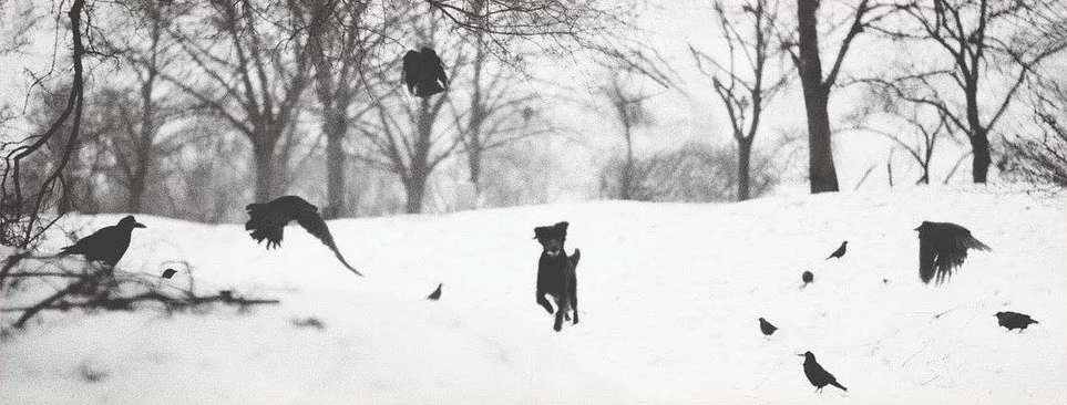 Jean-françois Spricigo