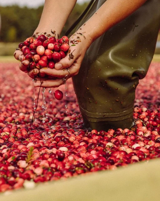 Kersten Vasey Bowers