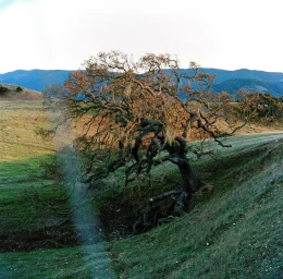 Liza Kanaeva Hunsicker