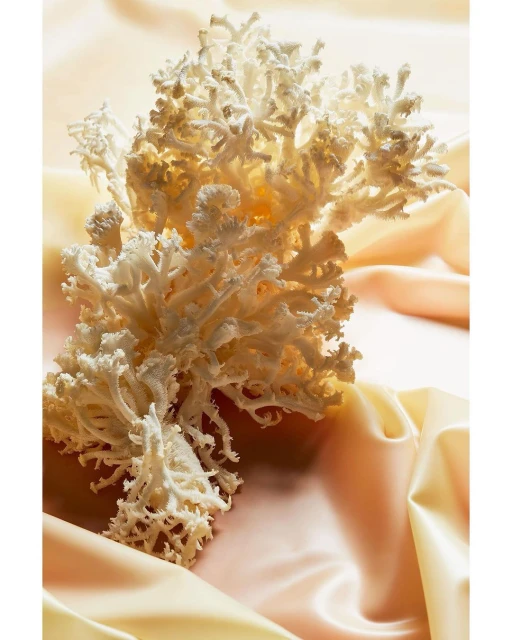 Wyatt-Clarke & Jones