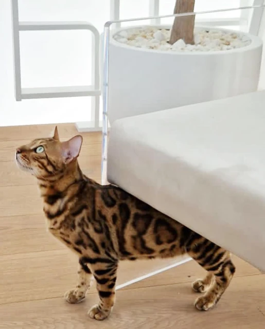 PS Artists Management