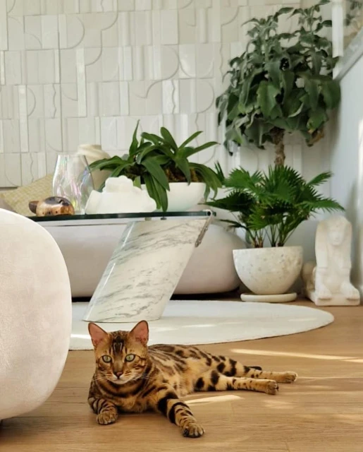 PS Artists Management