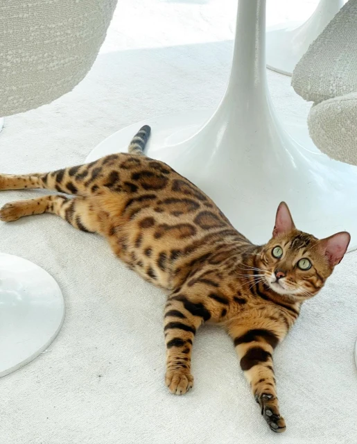 PS Artists Management