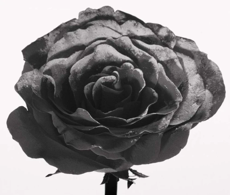 King Management Agency