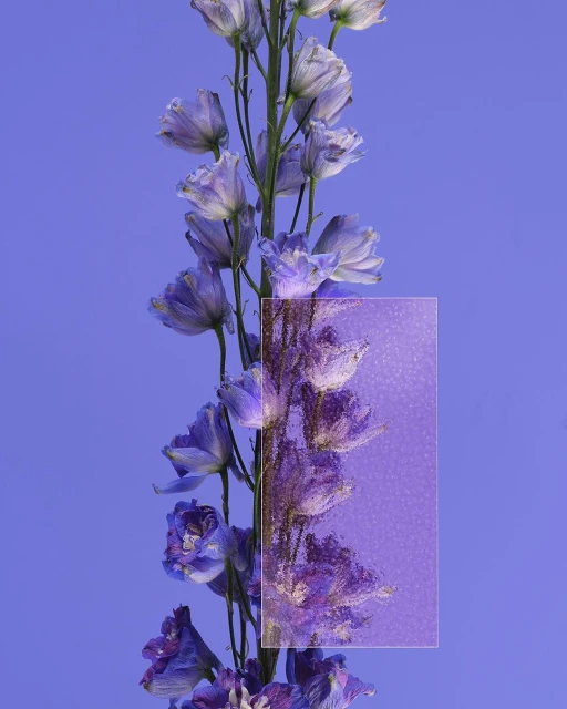 Ginsburg & Associates