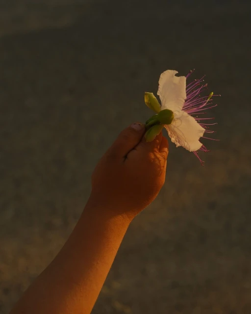 Wyatt-Clarke & Jones