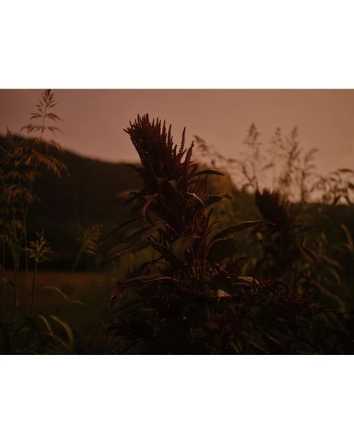 Wyatt-Clarke & Jones